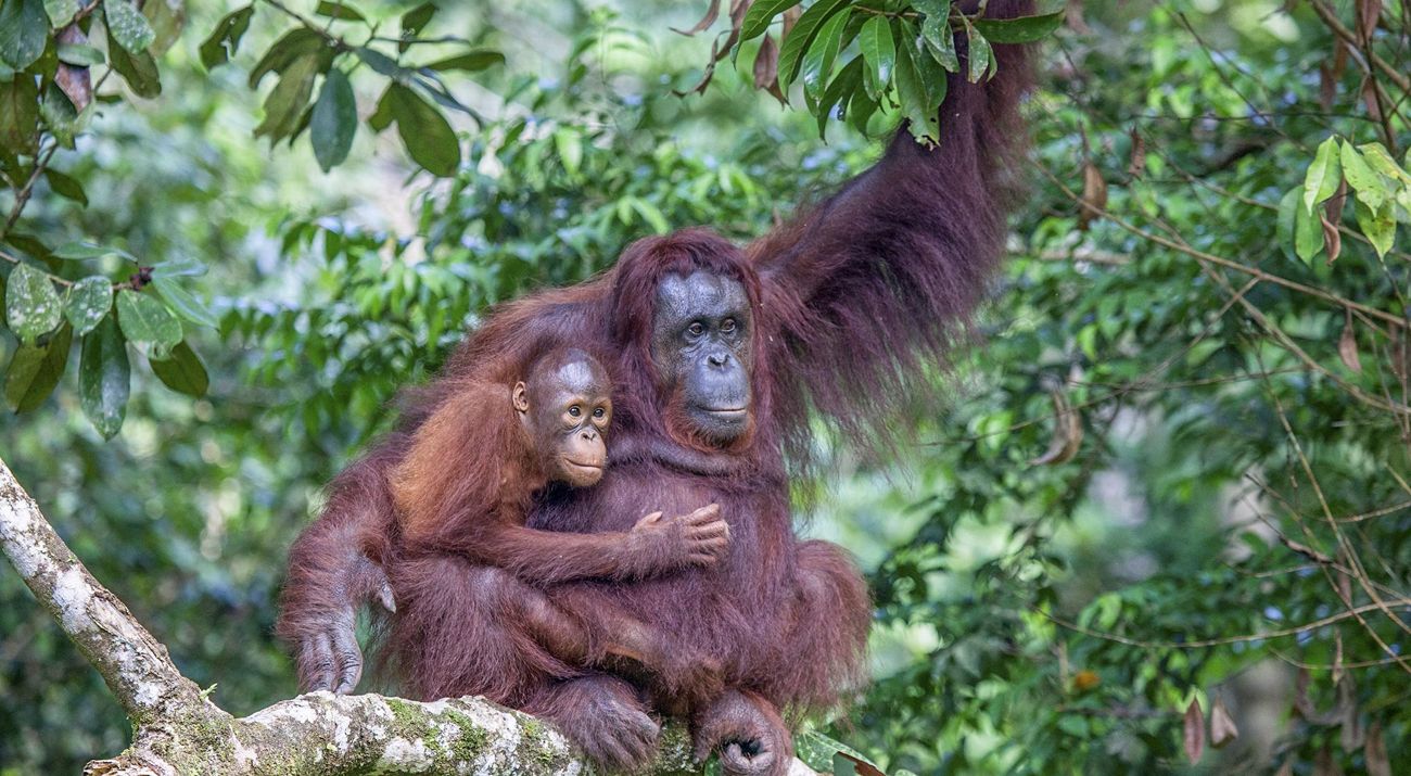 A large mother orangutan holds its baby.