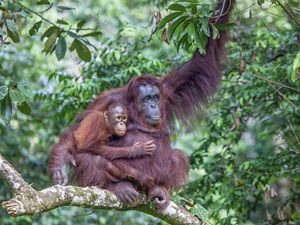 A mother orangutan holds her baby.