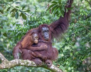 a mother orangutan holding her baby in a tree.