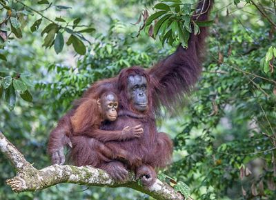 orangutan