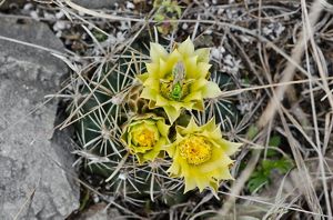 A closeup of three yellow flower blooms with a green bug sitting on a petal on top of a round, squat green cactus with long, pale spines.