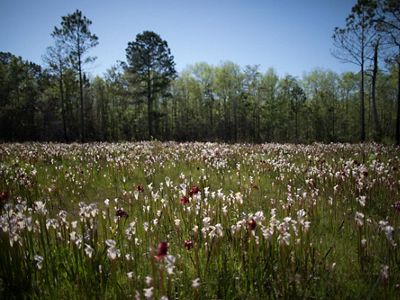 A field full of pitcher plants.