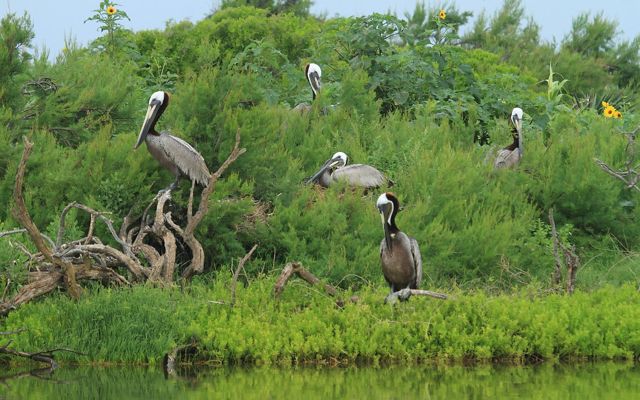 Five brown pelicans perch on branches, nearly hidden amongst tall, lush, bright green wetland habitat.