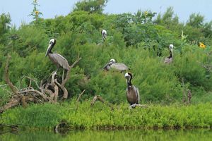 Five large, brown pelicans sit on low lying branches along the shore.