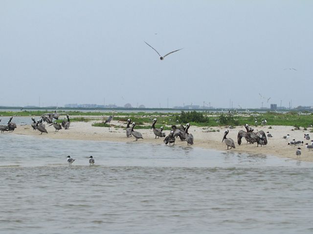 Flocks of birds sit on beach habitat as industrial buildings tower in the background.