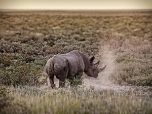Solo black rhino in Namibia. 