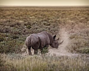 Solo black rhino in Namibia.
