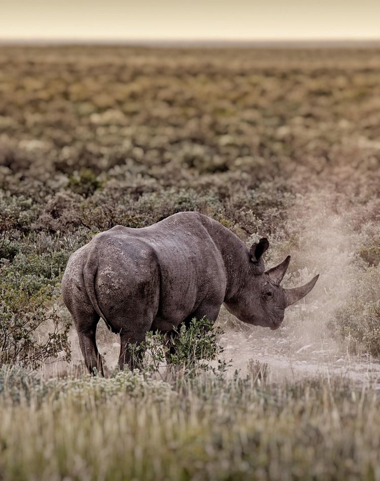 a rhino throws up dust