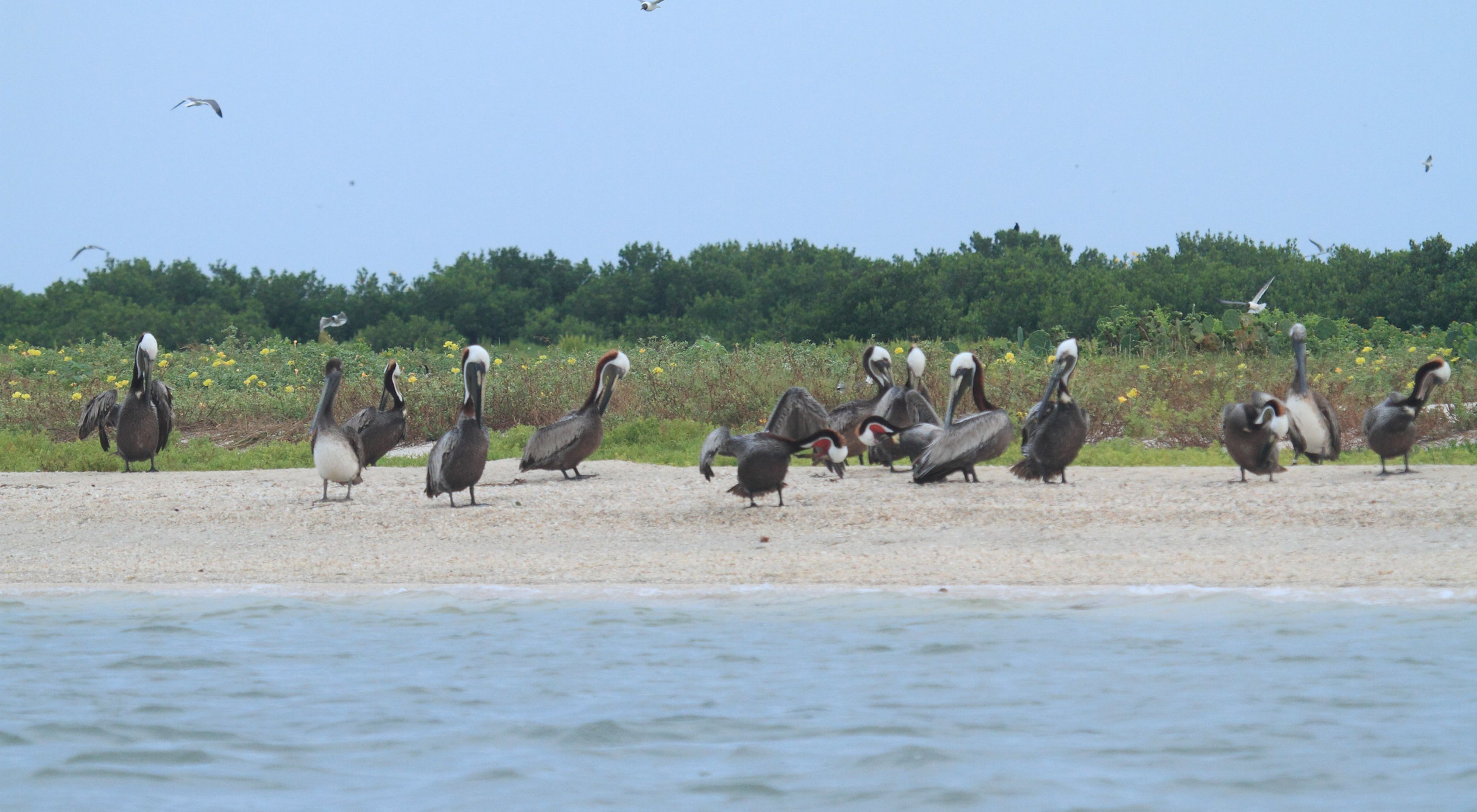 A variety of waterbirds sit on a sandy beach with thick, green brush in the background.