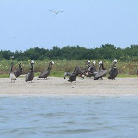 A variety of waterbirds wade through the shore with thick green brush in the background.