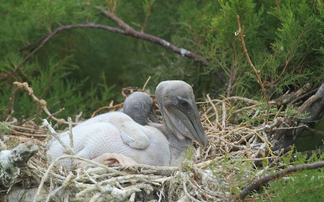 Two bald pelican hatchlings huddle together in a nest of twigs.