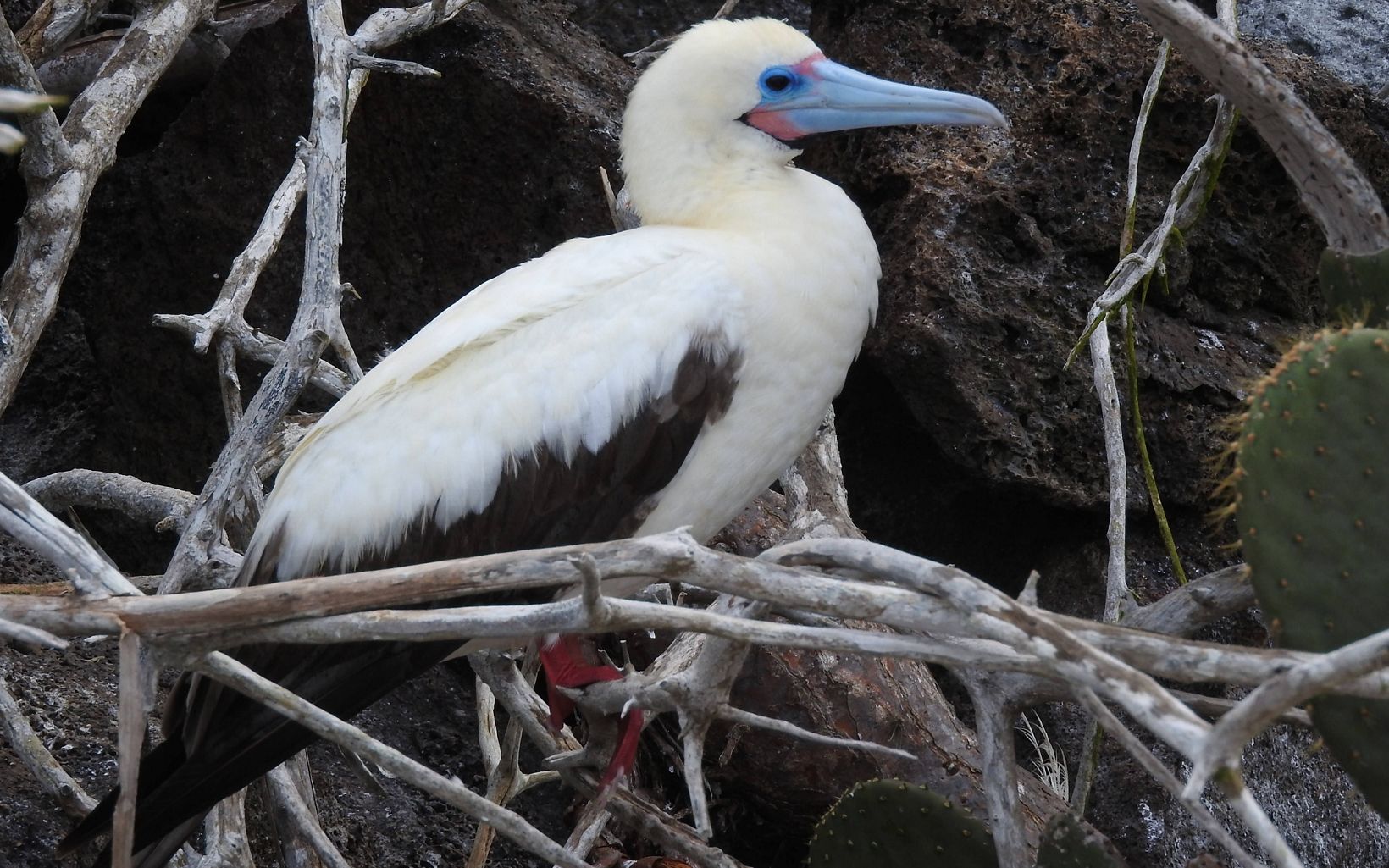 miljø Persona Opfylde Red-Footed Booby