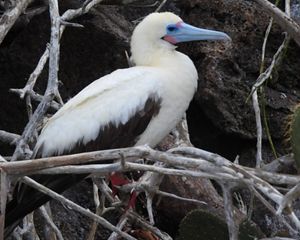 side view of a white bird with a blue beak in a tree