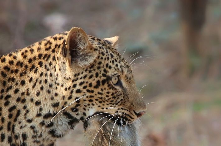 A leopard known as Olimba carries the carcass of a female vervet monkey with its baby still hanging on for dear life. Picture taken in South Luangwa National Park in Zambia.