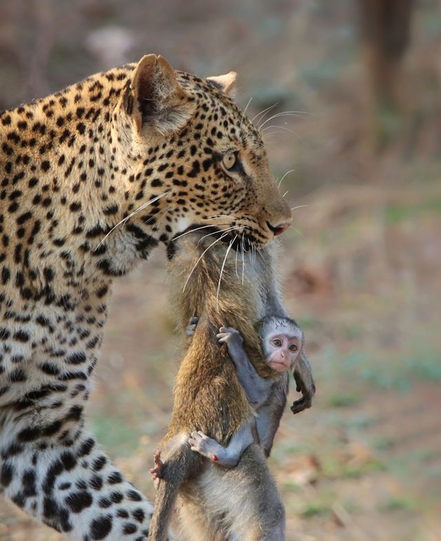 A leopard is seen close up in profile with a limp animal hanging from its mouth and a young monkey clinging to the limp animal, facing the camera.