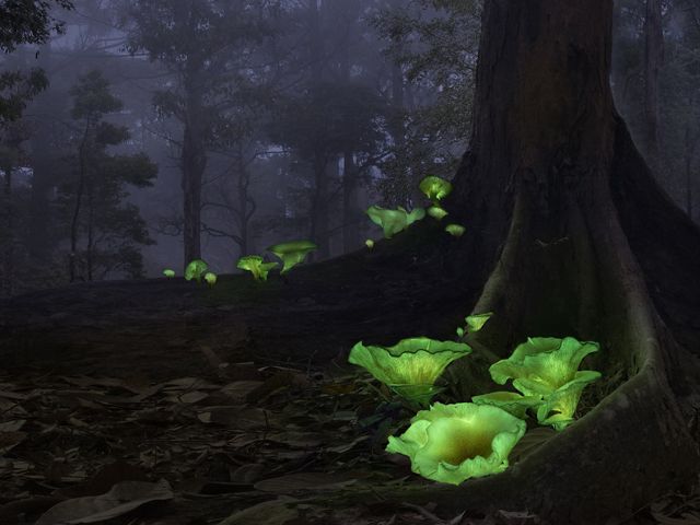 Ghost mushrooms