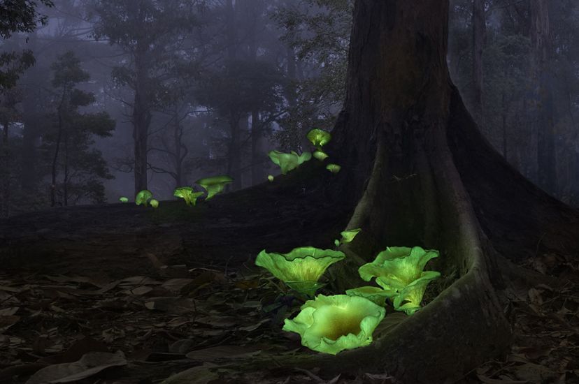Nicknamed ghost mushrooms due to its eerie green glow, the scientific names of these bioluminescent mushrooms are Omphalotus Nidiformis.