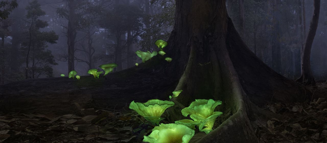 Nestled amid the giant roots of a tree in a dark almost-black image, several flower-like mushrooms grow a psychedelic green.