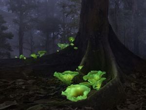 Nestled amid the giant roots of a tree in a dark almost-black image, several flower-like mushrooms grow a psychedelic green.