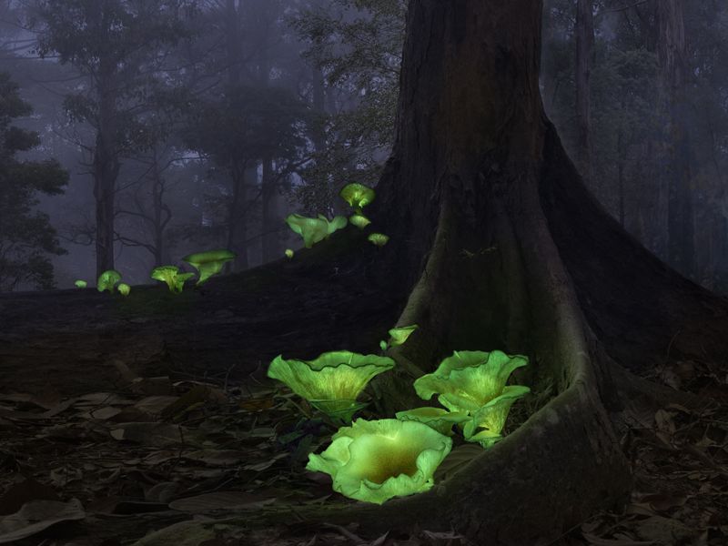 Nestled amid the giant roots of a tree in a dark almost-black image, several flower-like mushrooms grow a psychedelic green.