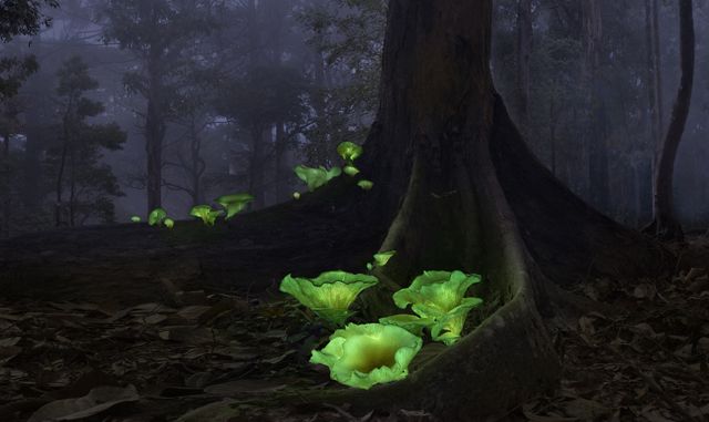 Foto nocturna de hongos bioluminiscentes en la base de un gran árbol en Australia.