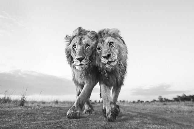 Two lions with full manes rub against each other while walking toward the camera, seen in black and white.