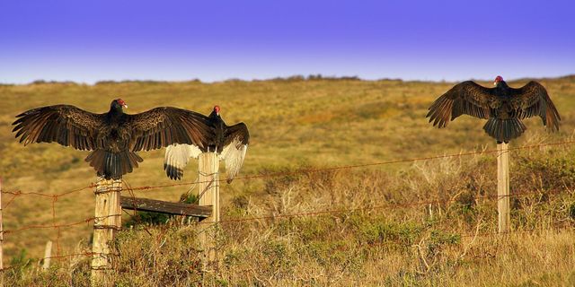 Turkey vultures in Marin County, CA