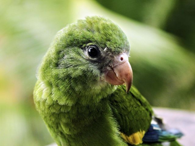 Young green parrot with big black eyes and an orange beak and yellow wing tips with jungle foliage in the background