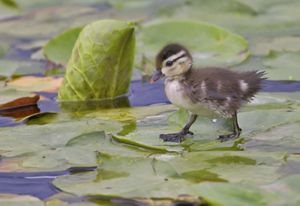 a baby duck walking on lily pads.