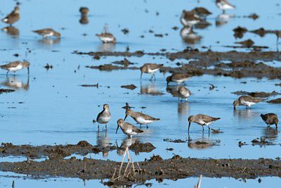 Shorebirds stand in shallow water.