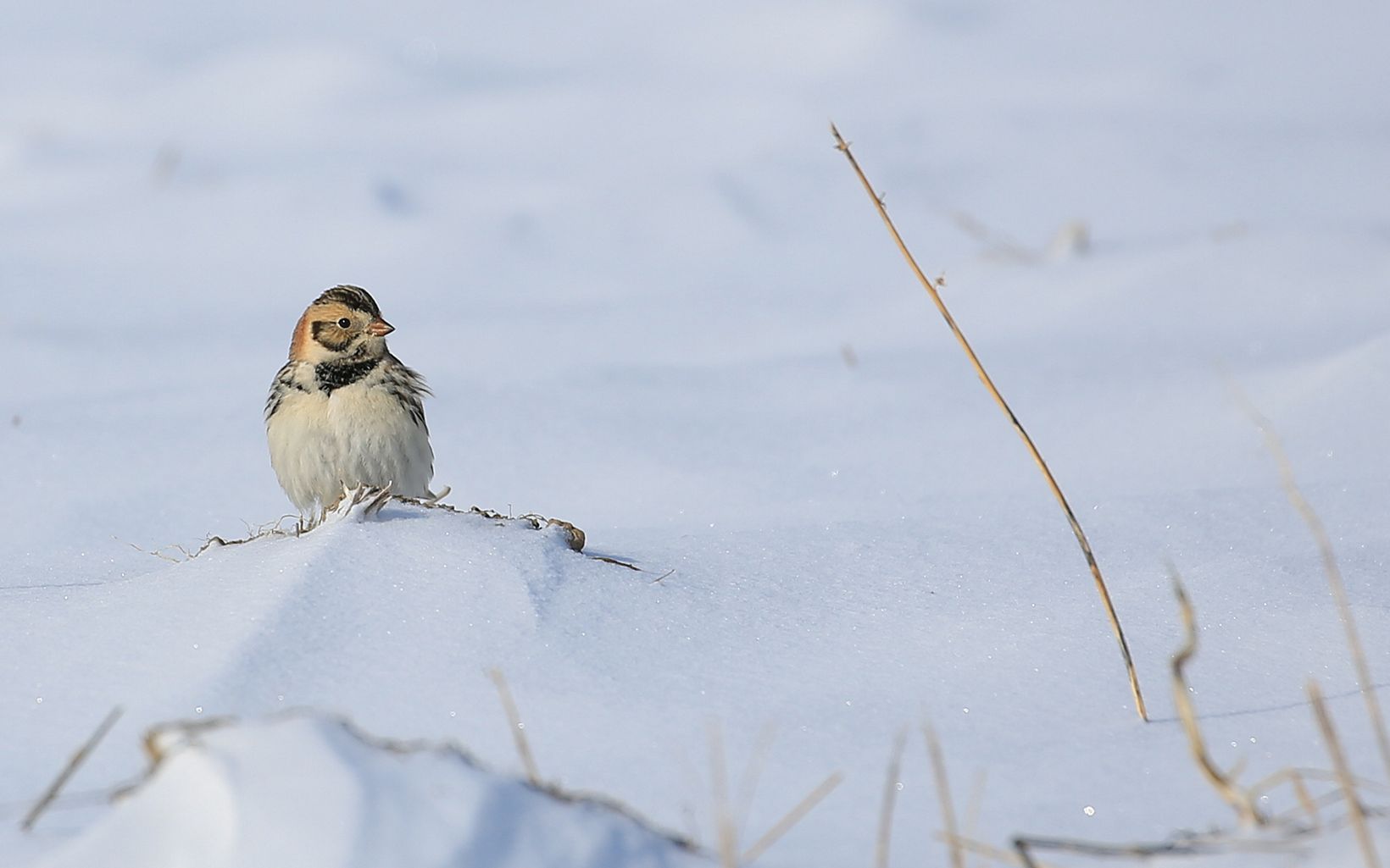 A small bird rests in a snowy landscape.