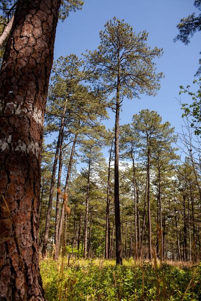 A tall pine tree stands alone in an opening at Piney Grove Preserve. Mature pines lines the background and low ferns grown on the ground.