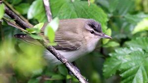 Kentucky Birds | The Nature Conservancy