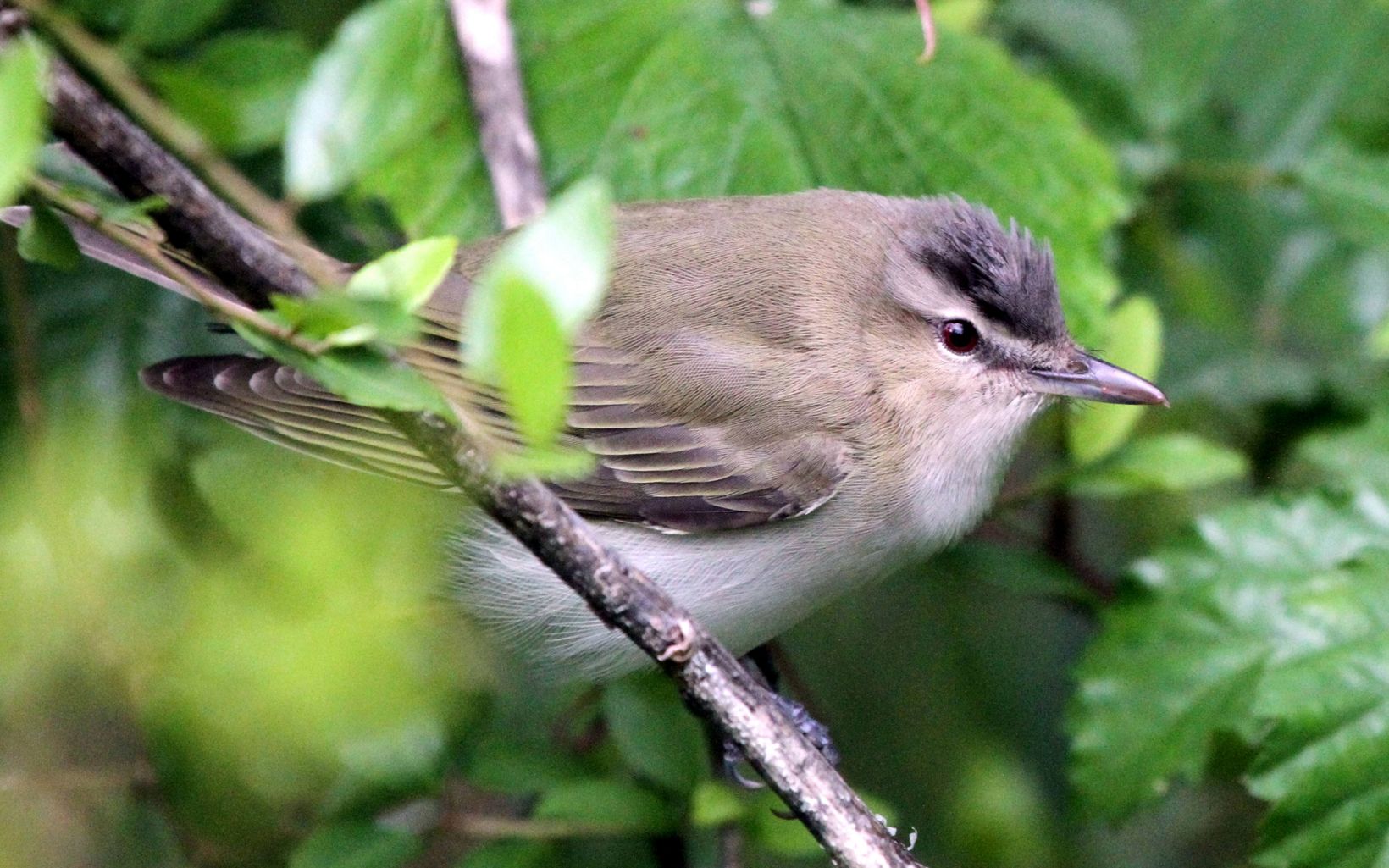 A fluffy gray bird rests in a branch.