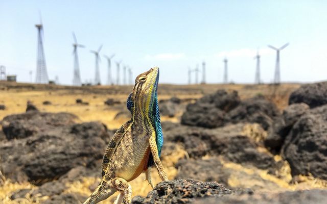 a lizard stands on rocks with its head held high in front of two lines of wind turbines