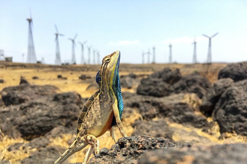 A fan-throated lizard stands guard over his territory. Photographed in Satara's Chalkewadi plateau, which is the site of one of the largest wind farms in this region.