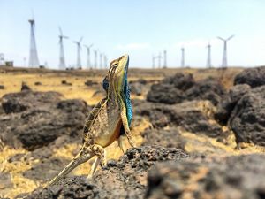A fan-throated lizard, head held high, stands on rocks in arid desert, with wind turbines in background distance.
