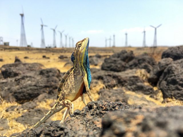 A small yellow and bright sapphire blue lizard stands on a rock in the foreground with black rocks, yellow grasses and several wind turbines in the background.