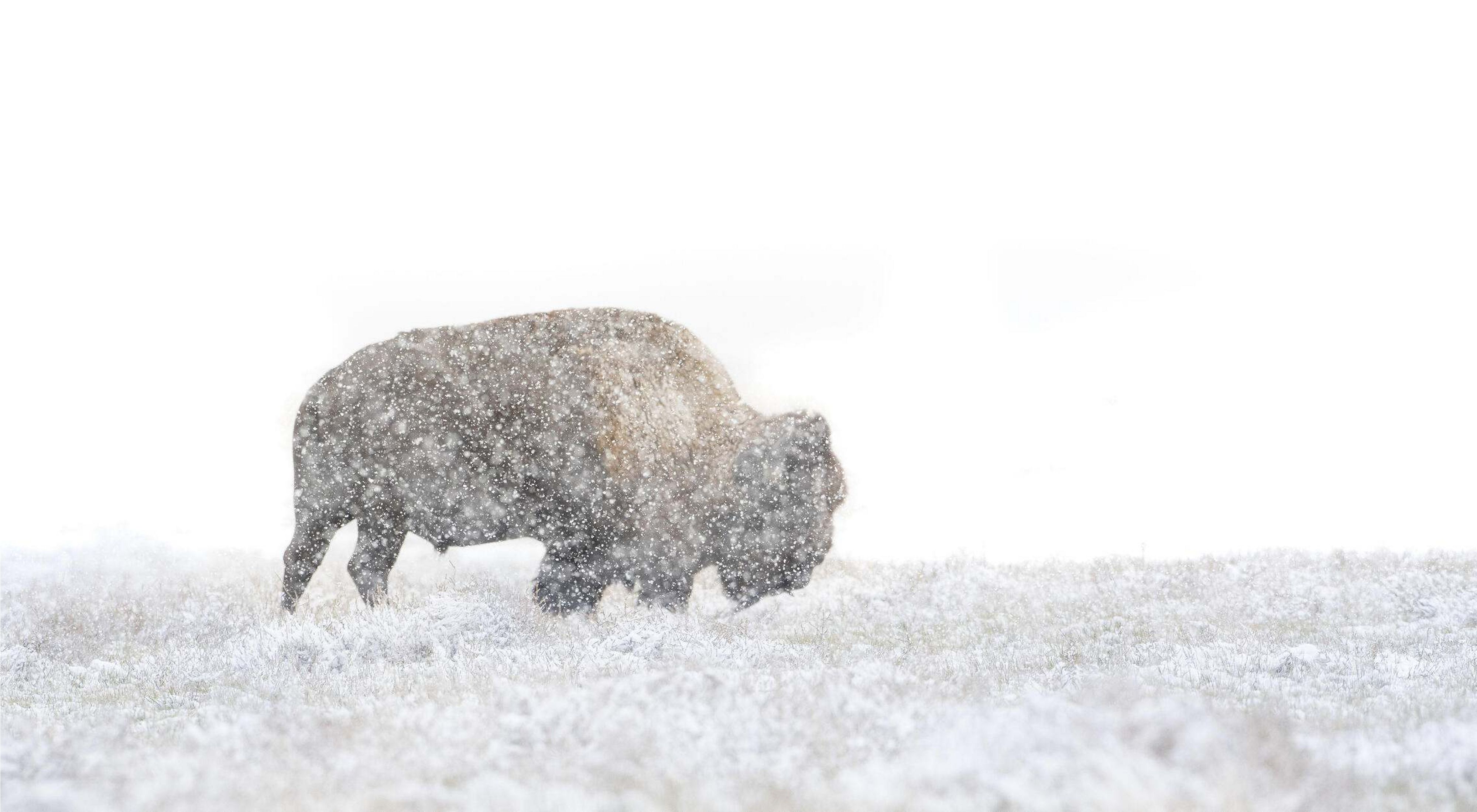 A bison walking through a snowstorm.