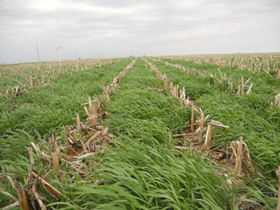 An agriculture corn field with cover crops and short post-harvest cornstalks.