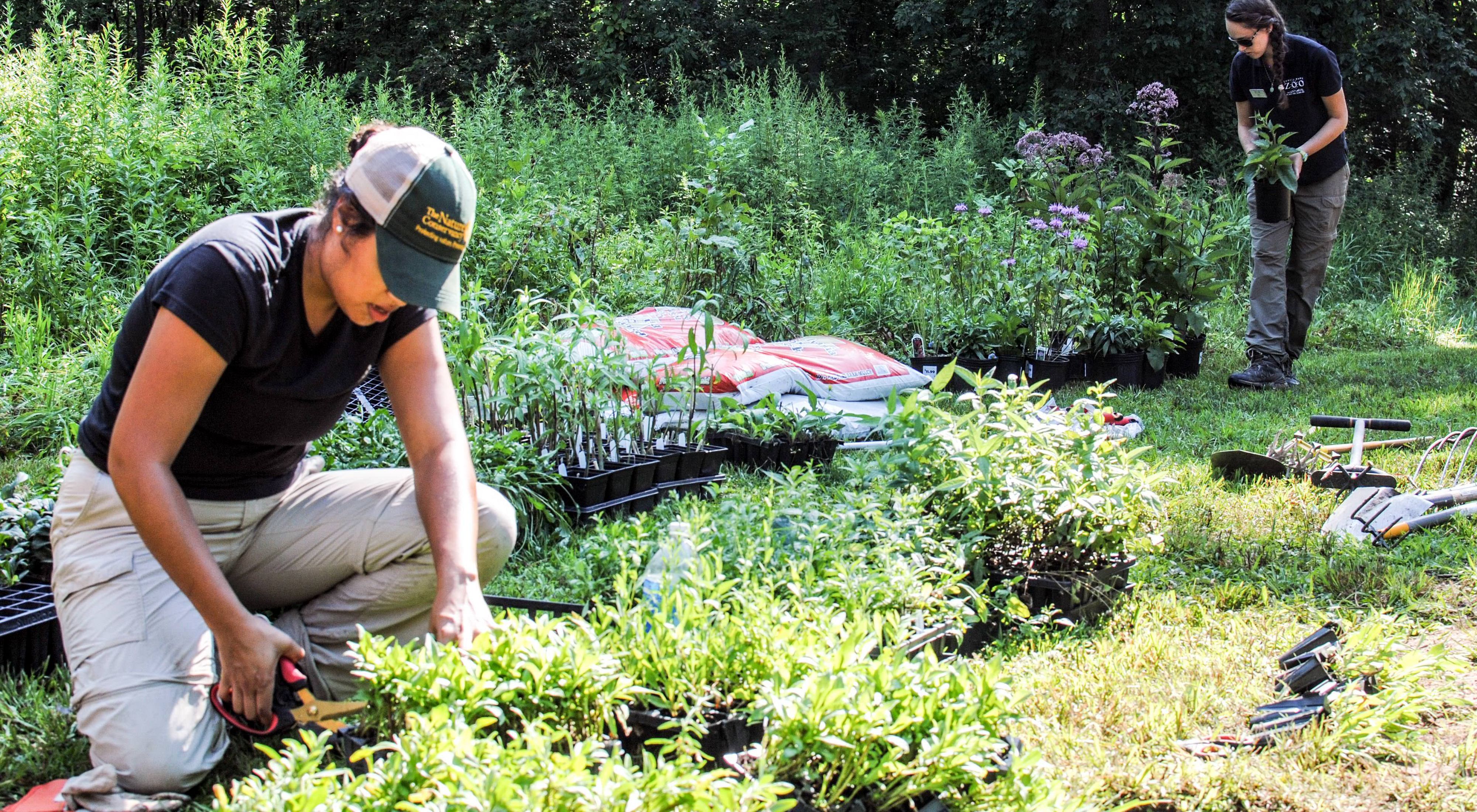 A woman pruning a row of plants in a garden.