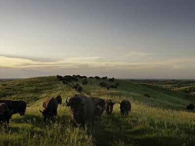 A herd of bison graze on a hilltop at Broken Kettle Grasslands Preserve.