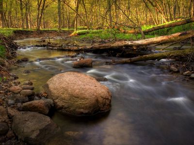 A meandering forested headwater stream covered with lush understory and flowing water within an Iowa river watershed.