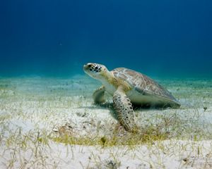A sea turtle resting on the ocean floor.