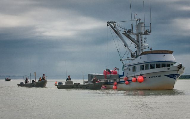 Fishing boats at Alaska's Bristol Bay preparing for fishing.