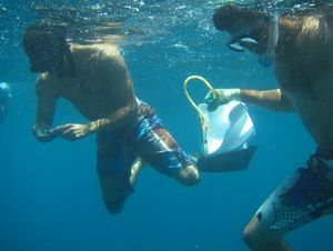 Two snorkelers underwater gather data. 