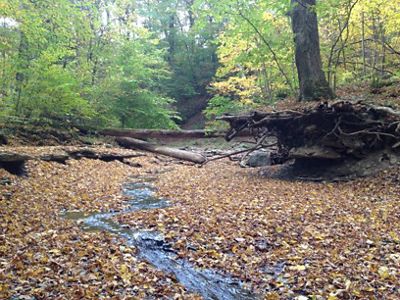 Standing in a streambed covered in the first fall leaves, while looking upstream at the logs placed across the stream.