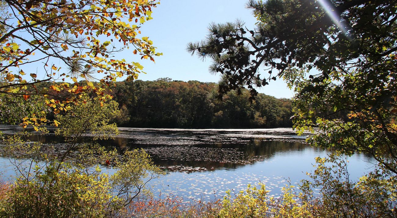 A view through overhanging trees of a large pond with a forest on its opposite bank.