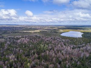The Nature Conservancy is working with partners to identify climate-resilient sites for conifer restoration in Minnesota.