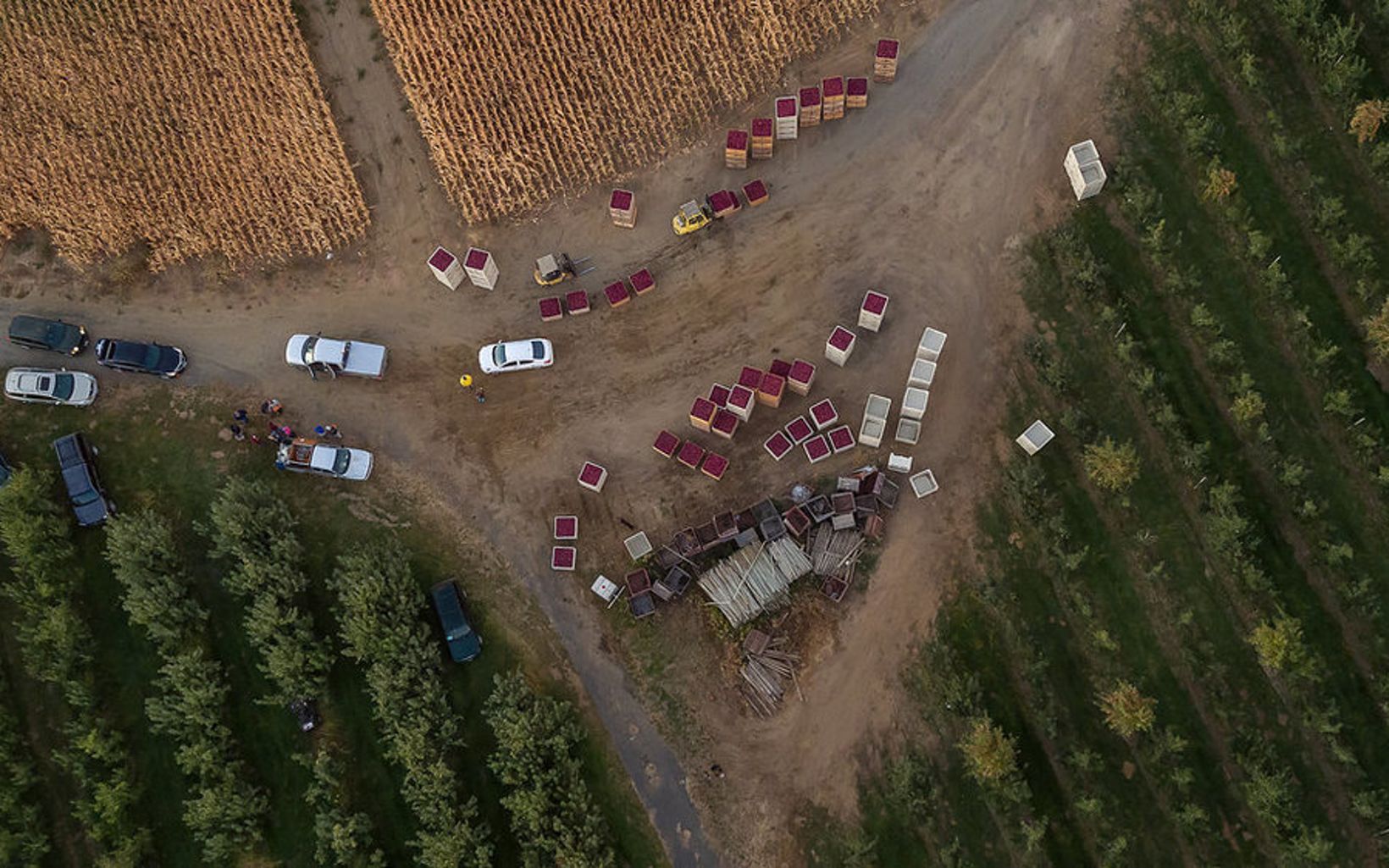 An aerial view of the apple harvest at an orchard in Eastern Washington state.
